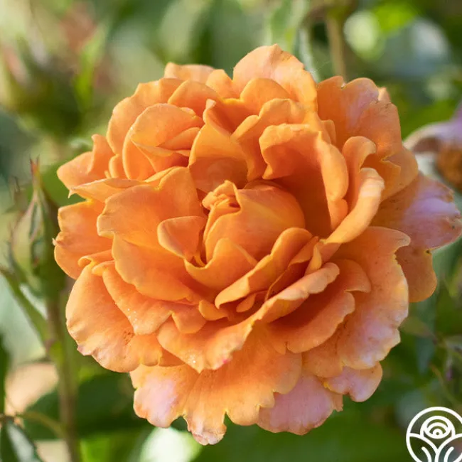 Pumpkin Patch™>Heirloom Roses New