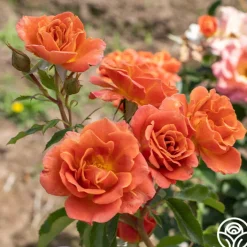 Pumpkin Patch™>Heirloom Roses New