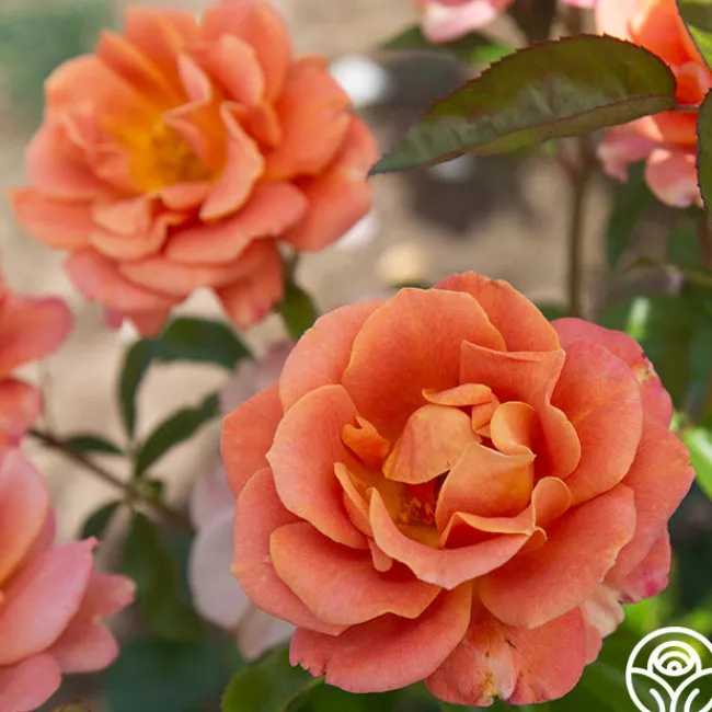 Pumpkin Patch™>Heirloom Roses New