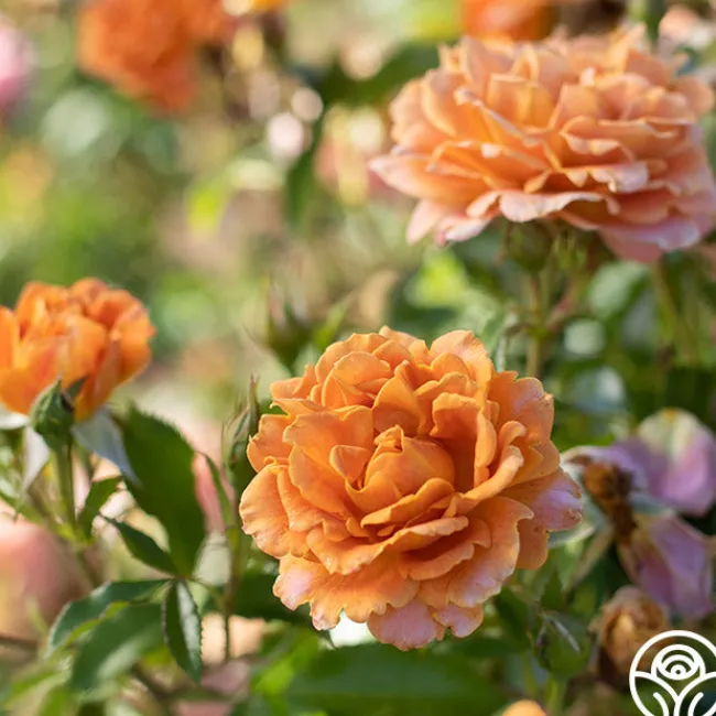 Pumpkin Patch™>Heirloom Roses New