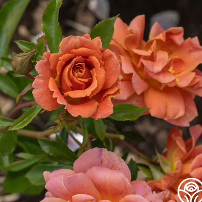 Pumpkin Patch™>Heirloom Roses New
