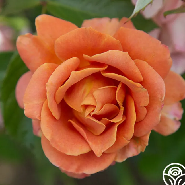Pumpkin Patch™>Heirloom Roses New