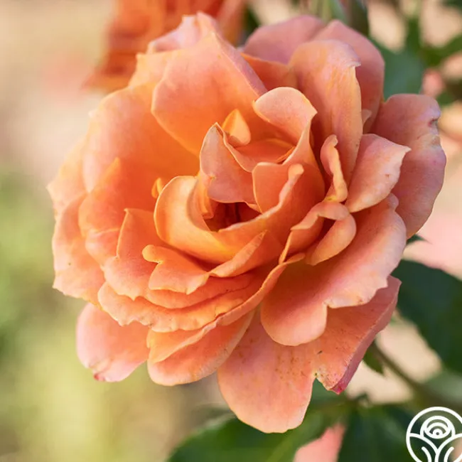 Pumpkin Patch™>Heirloom Roses New
