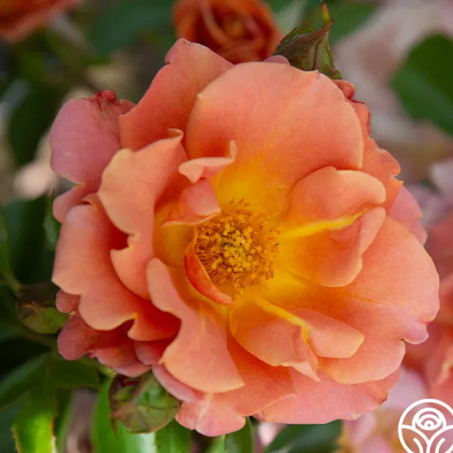 Pumpkin Patch™>Heirloom Roses New