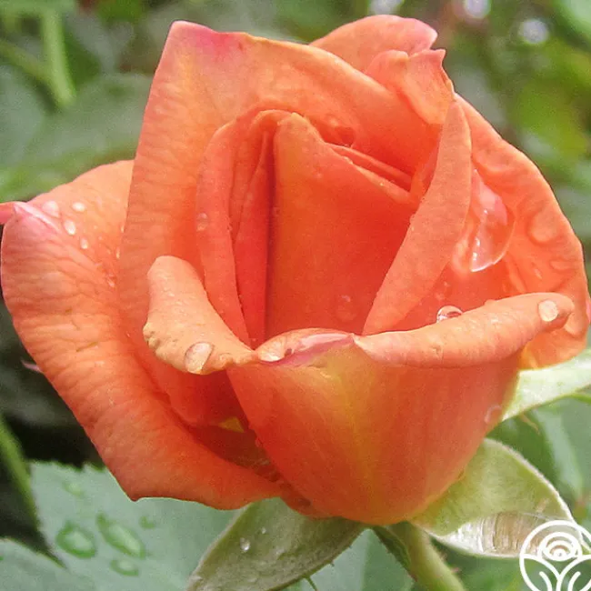 Pumpkin Patch™>Heirloom Roses New