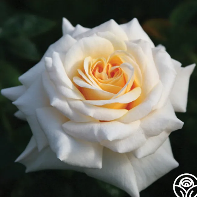 Pure Gold™>Heirloom Roses Hot