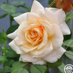 Pure Gold™>Heirloom Roses Hot