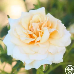 Pure Gold™><noscript><img width=