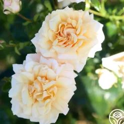 Pure Gold™><noscript><img width=
