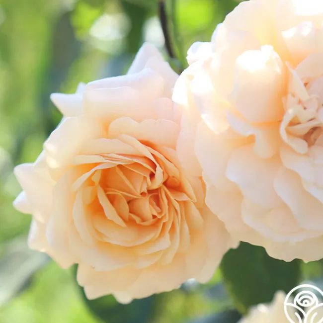 Pure Gold™>Heirloom Roses Hot