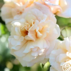 Pure Gold™><noscript><img width=