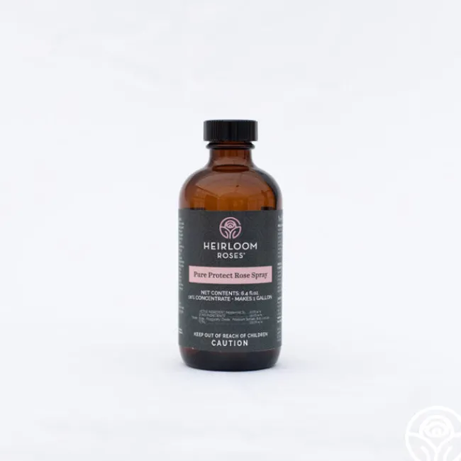 Pure Protect by>Heirloom Roses
