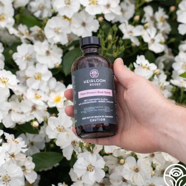 Pure Protect by>Heirloom Roses