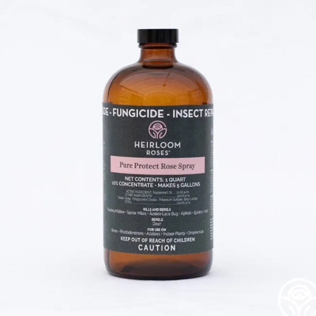 Pure Protect by>Heirloom Roses
