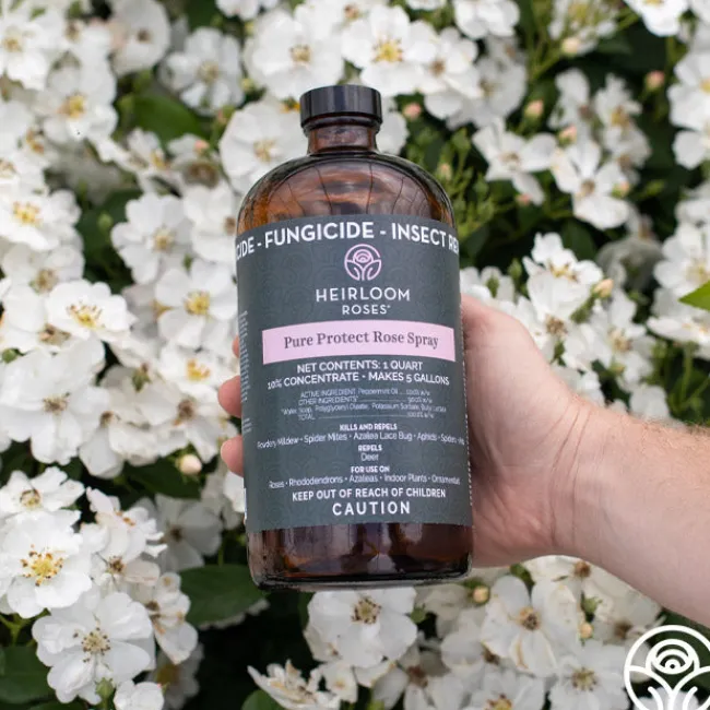 Pure Protect by>Heirloom Roses