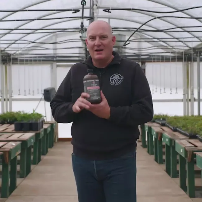Pure Protect by>Heirloom Roses