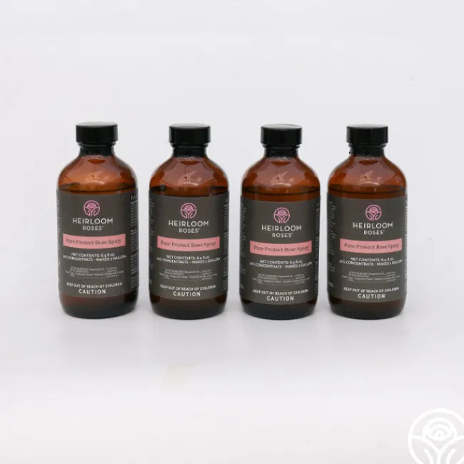 Pure Protect by>Heirloom Roses