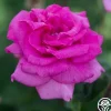 Purple Beauty>Heirloom Roses Discount