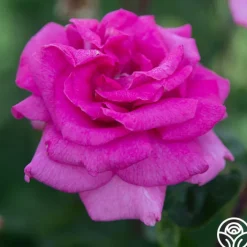 Purple Beauty>Heirloom Roses Discount