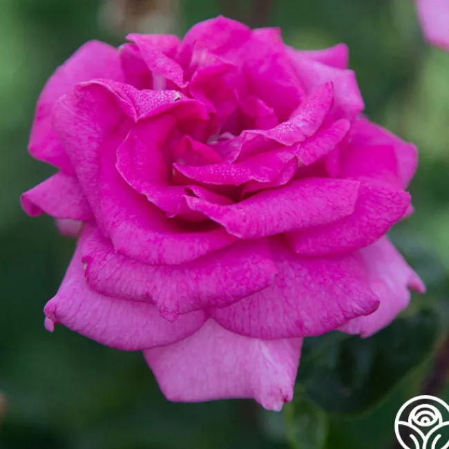 Purple Beauty>Heirloom Roses Discount