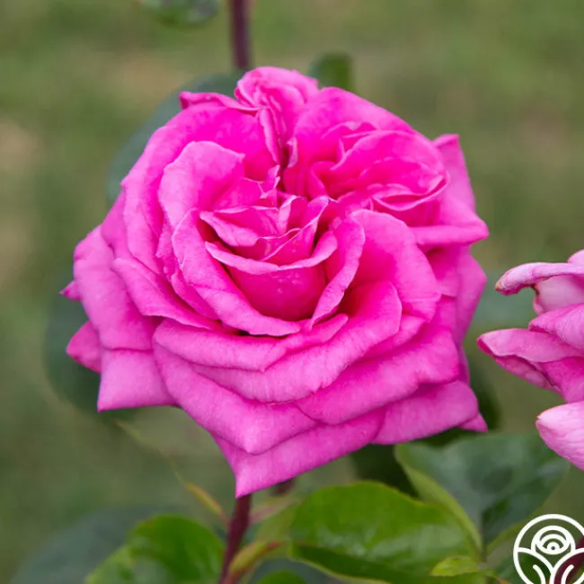 Purple Beauty>Heirloom Roses Discount