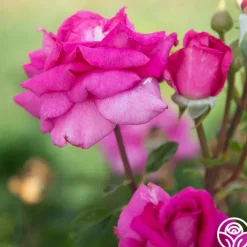 Purple Beauty><noscript><img width=