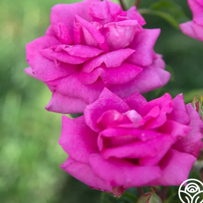 Purple Beauty>Heirloom Roses Discount
