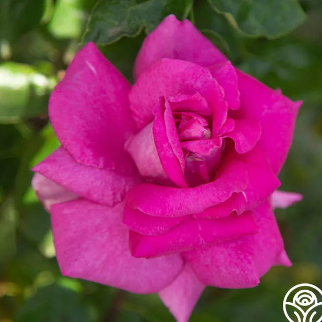 Purple Beauty>Heirloom Roses Discount