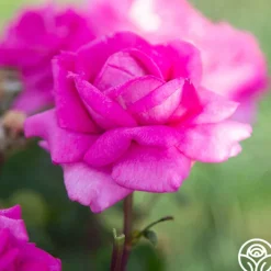 Purple Beauty><noscript><img width=