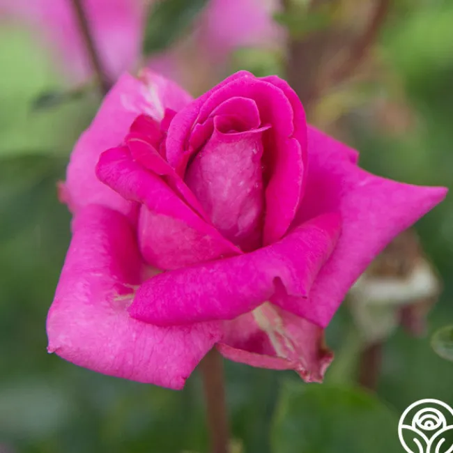 Purple Beauty>Heirloom Roses Discount