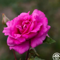 Purple Beauty><noscript><img width=