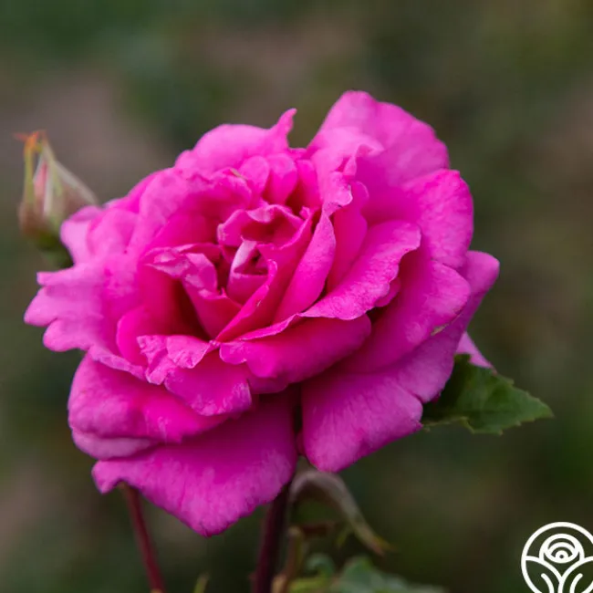 Purple Beauty>Heirloom Roses Discount