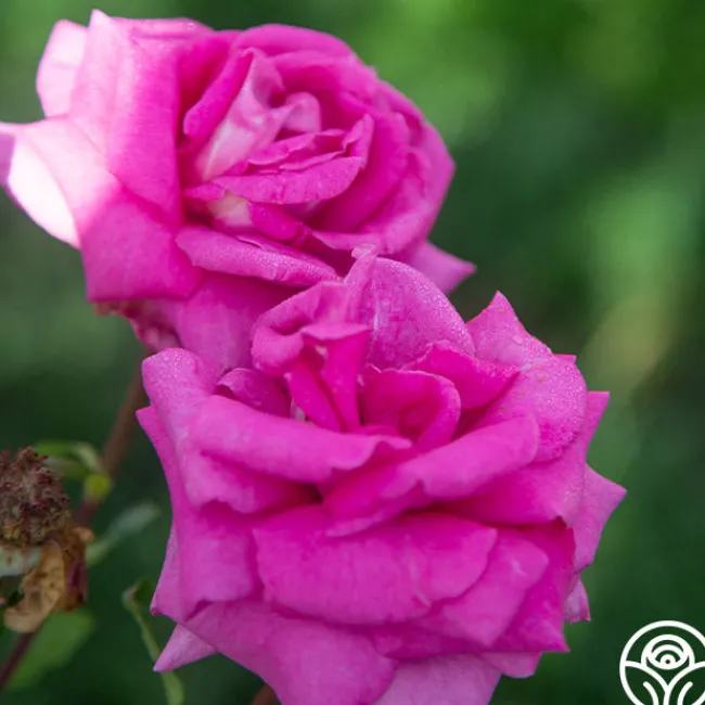 Purple Beauty>Heirloom Roses Discount