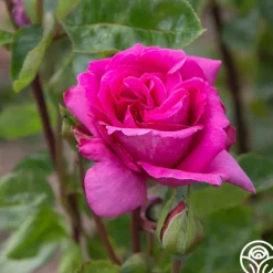 Purple Beauty><noscript><img width=