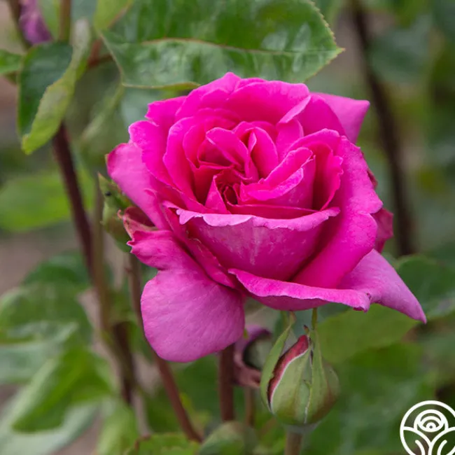 Purple Beauty>Heirloom Roses Discount