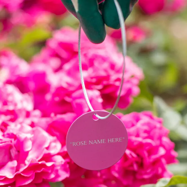 Purple Beauty Tag>Heirloom Roses Discount