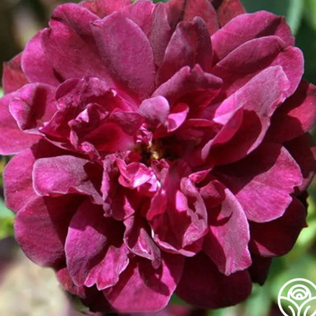 Purple Buttons>Heirloom Roses Clearance