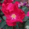 Purple Floorshow>Heirloom Roses