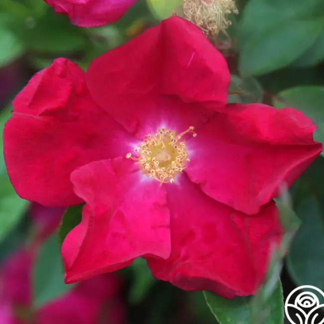 Purple Floorshow>Heirloom Roses