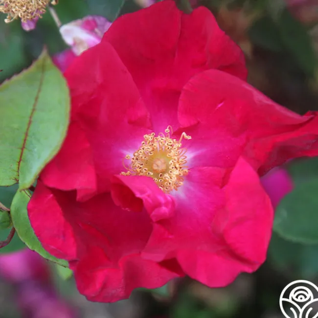 Purple Floorshow>Heirloom Roses