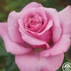 Purple Fragrancia>Heirloom Roses Outlet