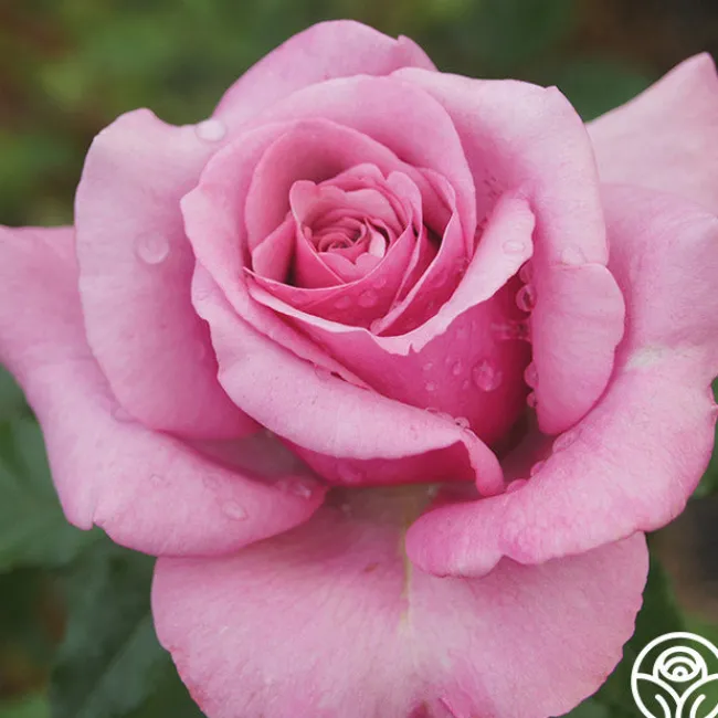 Purple Fragrancia>Heirloom Roses Outlet