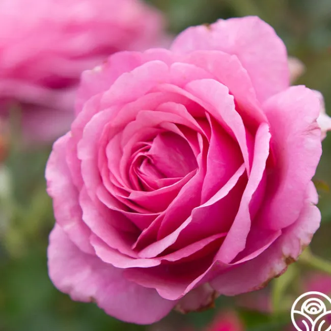 Purple Fragrancia>Heirloom Roses Outlet