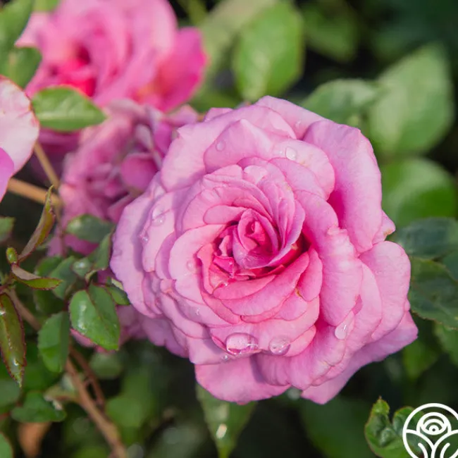 Purple Fragrancia>Heirloom Roses Outlet