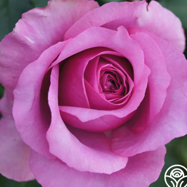 Purple Fragrancia>Heirloom Roses Outlet