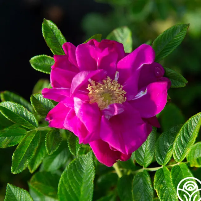 Purple Pavement>Heirloom Roses Best