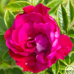 Purple Pavement>Heirloom Roses Best