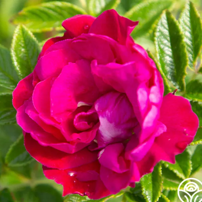 Purple Pavement>Heirloom Roses Best