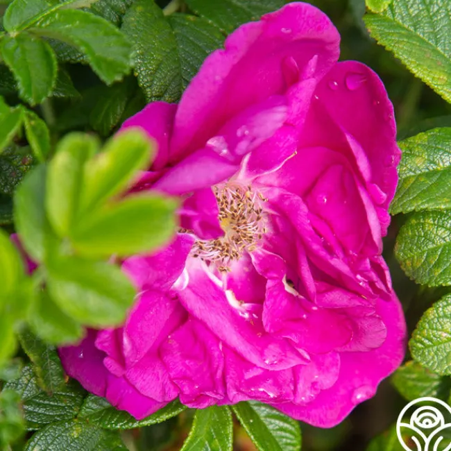 Purple Pavement>Heirloom Roses Best