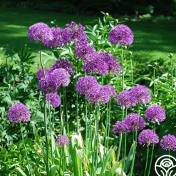 Purple Sensation>Heirloom Roses New